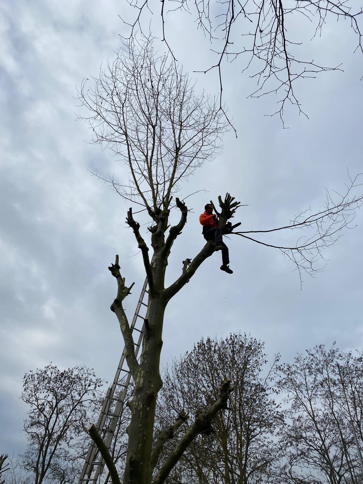 Élagage à Fontainebleau - entretien de jardin